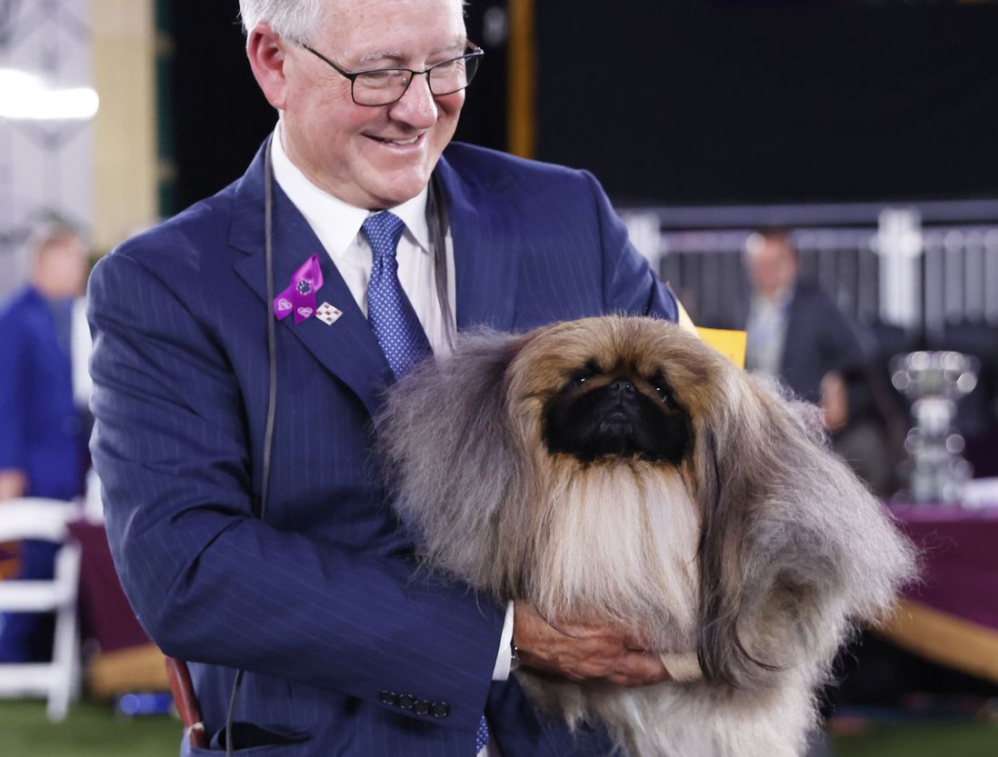 The Pekingese, who looks slightly annoyed but maybe that's just his face, is held by its owner, who is wearing a suit.